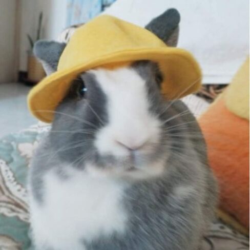 ANIAC Funny Cat Hat for Cat XXS Dog Sun Hat with Ears Hole Rabbit Outfit for Bunny Mini Sombrero Puppy Hat Party Costume Head Accessories for Kitten Kitty Small Breeds (Yellow) in Saudi Arabia