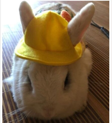ANIAC Funny Cat Hat for Cat XXS Dog Sun Hat with Ears Hole Rabbit Outfit for Bunny Mini Sombrero Puppy Hat Party Costume Head Accessories for Kitten Kitty Small Breeds (Yellow) in Saudi Arabia