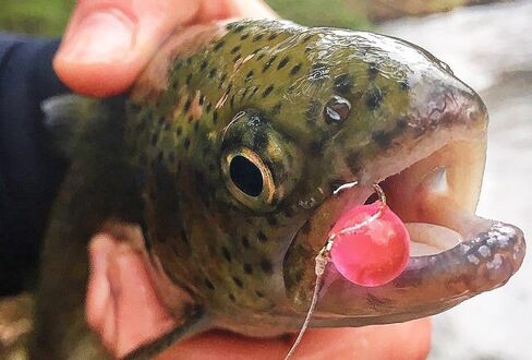 Pautzke Bait Crappie Fire Balls in Kuwait