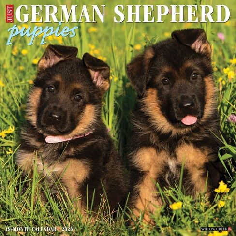 Willow Creek Press، تقويم حائط Just German Shepherd Puppies 2026، 12 بوصة × 12 بوصة، تقويم لمدة 18 شهرًا مع غلاف مثبت in Kuwait