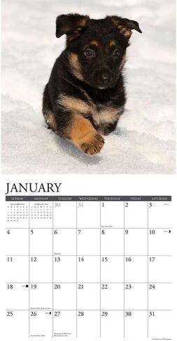 Willow Creek Press، تقويم حائط Just German Shepherd Puppies 2026، 12 بوصة × 12 بوصة، تقويم لمدة 18 شهرًا مع غلاف مثبت in Kuwait