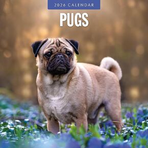 Red Robin 2026 Pugs Monthly Wall Calendar | 12" x 24" Open | Premium Thick & Sturdy Paper | Hangable 12 Month Calendar | Lined Notes & To Do Area | Vivid Images | Plastic Free in Saudi Arabia