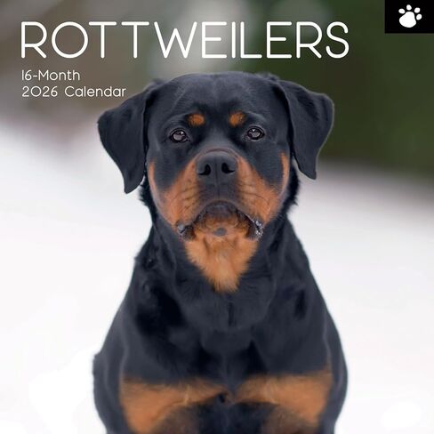 تقويم حائط مربع 2026 من The Gifted Stationary، Rottweiler، تقويم معلق على شكل حيوان لمدة 16 شهرًا مع 180 ملصق تذكير، مخطط شهر للمساحات الإبداعية، 12 × 12 بوصة in Saudi Arabia