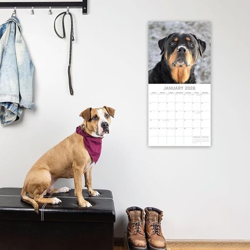 تقويم حائط مربع 2026 من The Gifted Stationary، Rottweiler، تقويم معلق على شكل حيوان لمدة 16 شهرًا مع 180 ملصق تذكير، مخطط شهر للمساحات الإبداعية، 12 × 12 بوصة in Saudi Arabia