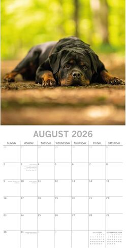 تقويم حائط مربع 2026 من The Gifted Stationary، Rottweiler، تقويم معلق على شكل حيوان لمدة 16 شهرًا مع 180 ملصق تذكير، مخطط شهر للمساحات الإبداعية، 12 × 12 بوصة in Saudi Arabia