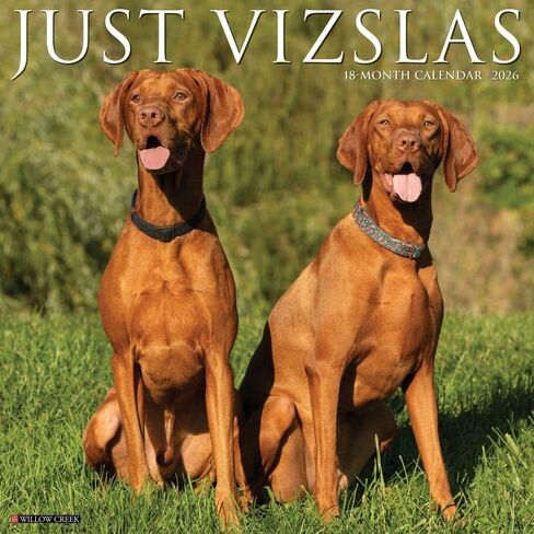 Willow Creek Press، تقويم حائط Just Vizslas 2026، 12 بوصة × 12 بوصة، تقويم 18 شهرًا مع غلاف مثبت in Kuwait