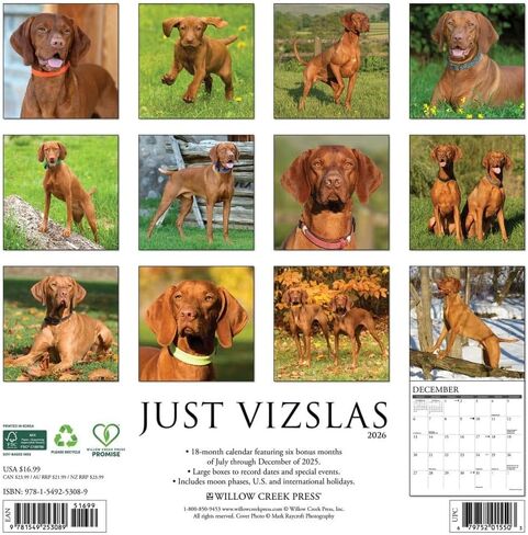Willow Creek Press، تقويم حائط Just Vizslas 2026، 12 بوصة × 12 بوصة، تقويم 18 شهرًا مع غلاف مثبت in Kuwait