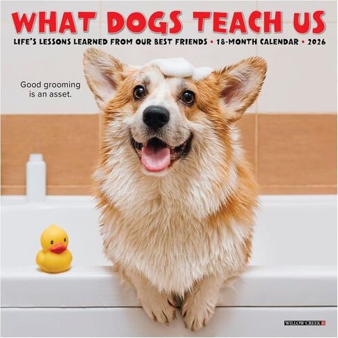 Willow Creek Press، What Dogs Teach Us 2026 تقويم حائط صغير، 7 بوصة × 7 بوصة، تقويم لمدة 18 شهرًا مع غلاف مثبت in Kuwait