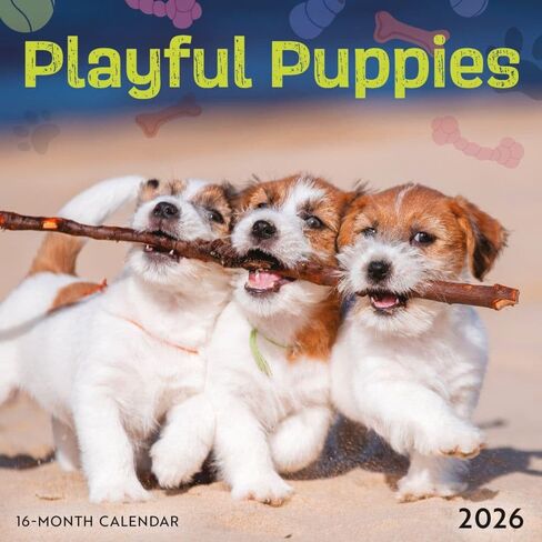 Playful Puppies: 7x7 Mini in Saudi Arabia