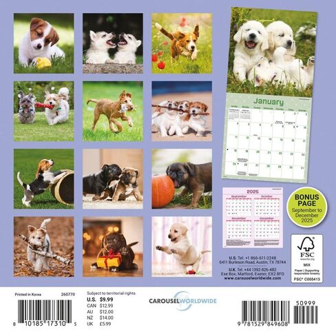Playful Puppies: 7x7 Mini in Saudi Arabia