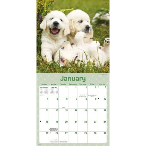 Playful Puppies: 7x7 Mini in Saudi Arabia