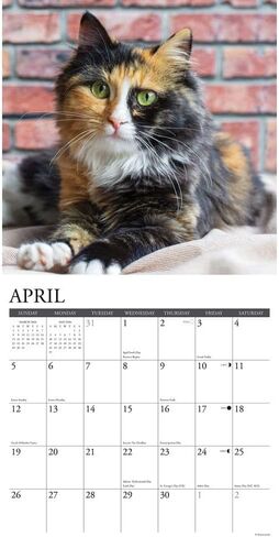 Willow Creek Press, Calico Cats 2026 Wall Calendar, 12'' X 12'', 18-Month Calendar with Stapled Binding in Saudi Arabia