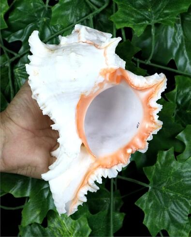 ASHIRWAD Garuda Blowing Shankh, Murex Ramosus - Conch Shell - Puja Ritual - Shankhnaad for Home Decor (9.5 inch) in Saudi Arabia