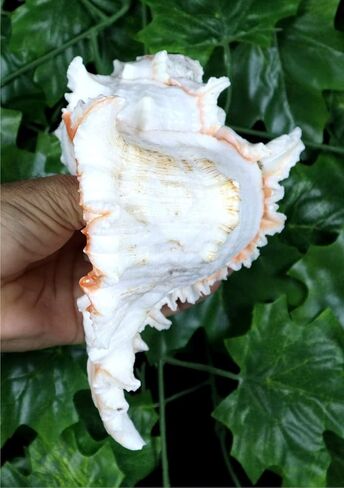 ASHIRWAD Garuda Blowing Shankh, Murex Ramosus - Conch Shell - Puja Ritual - Shankhnaad for Home Decor (9.5 inch) in Saudi Arabia