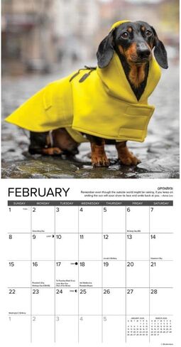 Willow Creek Press, Dachshund Rules 2026 Mini Wall Calendar, 7'' X 7'', 18-Month Calendar with Stapled Binding in Saudi Arabia