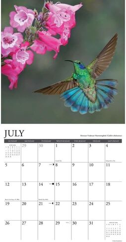 Willow Creek Press, Hummingbirds 2026 Wall Calendar, 12'' X 12'', 18-Month Calendar with Stapled Binding in Saudi Arabia