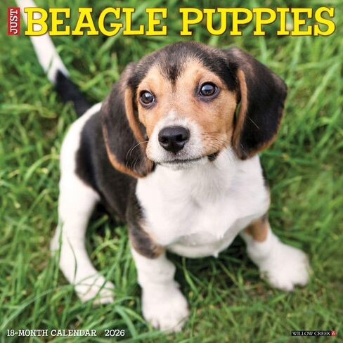 Willow Creek Press، تقويم حائط Just Beagle Puppies 2026، 12 بوصة × 12 بوصة، تقويم 18 شهرًا مع غلاف مثبت in Saudi Arabia