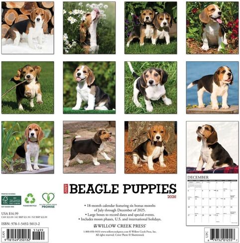 Willow Creek Press، تقويم حائط Just Beagle Puppies 2026، 12 بوصة × 12 بوصة، تقويم 18 شهرًا مع غلاف مثبت in Saudi Arabia
