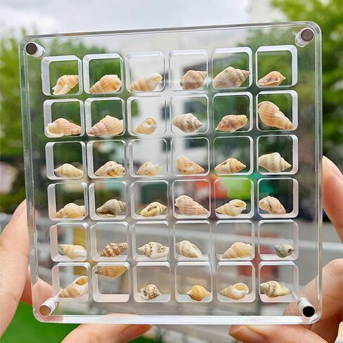 ERRSOU Acrylic Magnetic Seashell Display Box,36 Grids Clear Shell Storage Frame，Starfish Trinket Stackable Small Craft Organizers Display Case container in Saudi Arabia