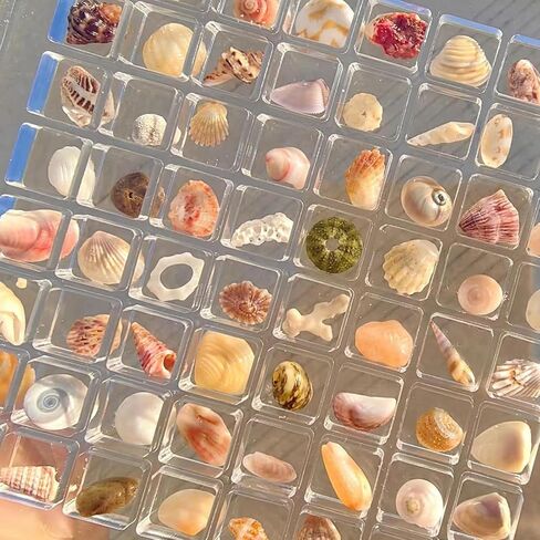 ERRSOU Acrylic Magnetic Seashell Display Box,36 Grids Clear Shell Storage Frame，Starfish Trinket Stackable Small Craft Organizers Display Case container in Saudi Arabia