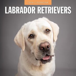 Red Robin 2026 Labrador Retrievers Monthly Wall Calendar | 12" x 24" Open | Premium Thick & Sturdy Paper | Hangable 12 Month Calendar | Lined Notes & To Do Area | Vivid Images | Plastic Free in Saudi Arabia