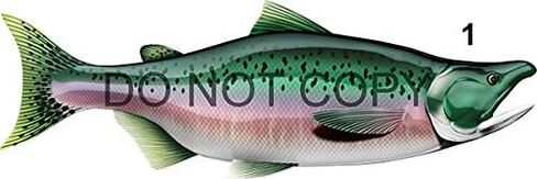 Salmon Beautiful Fish Decal | Fishing Decal for Boat, Car, Vehicle, Truck Etc. | Waterproof Vinyl Sticker | Many Sizes & Styles Available | 12" to 40" by Digital Fish Art (Medium, Position 5R) in Saudi Arabia
