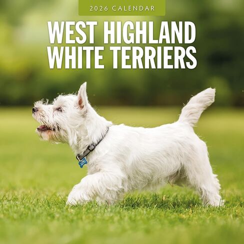 Red Robin 2026 West Highland White Terriers Monthly Wall Calendar | 12" x 24" Open | Premium Thick & Sturdy Paper | Hangable 12 Month Calendar | Lined Notes & To Do Area | Vivid Images | Plastic Free in Saudi Arabia