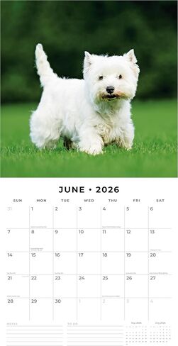 Red Robin 2026 West Highland White Terriers Monthly Wall Calendar | 12" x 24" Open | Premium Thick & Sturdy Paper | Hangable 12 Month Calendar | Lined Notes & To Do Area | Vivid Images | Plastic Free in Saudi Arabia