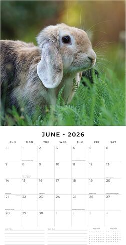 Red Robin 2026 Long Eared Rabbits Monthly Wall Calendar | 12" x 24" Open | Premium Thick & Sturdy Paper | Hangable 12 Month Calendar | Lined Notes & To Do Area | Vivid Images | Plastic Free in Saudi Arabia
