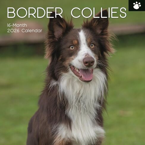 The Gifted Stationary 2026 Square Wall Calendar, Border Collies, 16-Month Animal Theme Hanging Calendar with 180 Reminder Stickers, Month Planner for Home, or Creative Spaces, 12x12 In in Kuwait