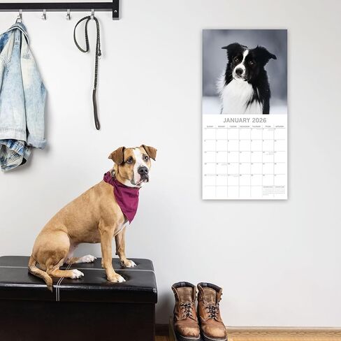 The Gifted Stationary 2026 Square Wall Calendar, Border Collies, 16-Month Animal Theme Hanging Calendar with 180 Reminder Stickers, Month Planner for Home, or Creative Spaces, 12x12 In in Kuwait