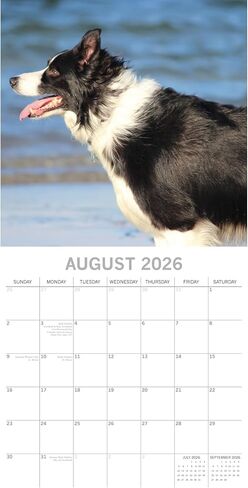 The Gifted Stationary 2026 Square Wall Calendar, Border Collies, 16-Month Animal Theme Hanging Calendar with 180 Reminder Stickers, Month Planner for Home, or Creative Spaces, 12x12 In in Kuwait
