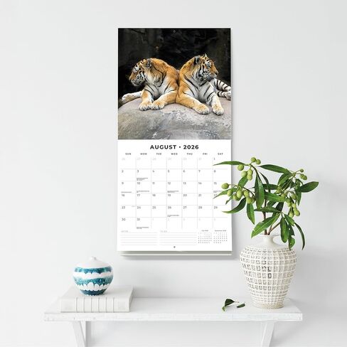 Red Robin 2026 Tigers Monthly Wall Calendar | 12" x 24" Open | Premium Thick & Sturdy Paper | Hangable 12 Month Calendar | Lined Notes & To Do Area | Vivid Images | Plastic Free in Saudi Arabia