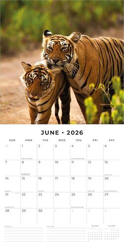 Red Robin 2026 Tigers Monthly Wall Calendar | 12" x 24" Open | Premium Thick & Sturdy Paper | Hangable 12 Month Calendar | Lined Notes & To Do Area | Vivid Images | Plastic Free in Saudi Arabia