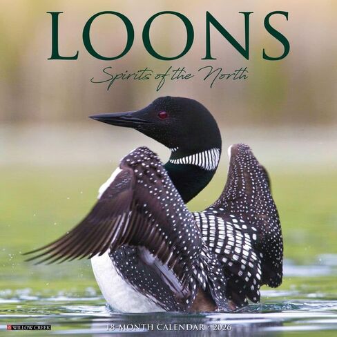 Willow Creek Press، تقويم حائط Loons 2026، 12 بوصة × 12 بوصة، تقويم لمدة 18 شهرًا مع غلاف مثبت in Kuwait