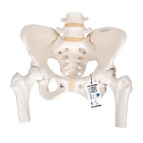 3B Scientific A62 Female Pelvic Skeleton w/ moveable Femur Heads - 3B Smart Anatomy