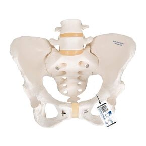 3B Scientific A62 Female Pelvic Skeleton w/ moveable Femur Heads - 3B Smart Anatomy