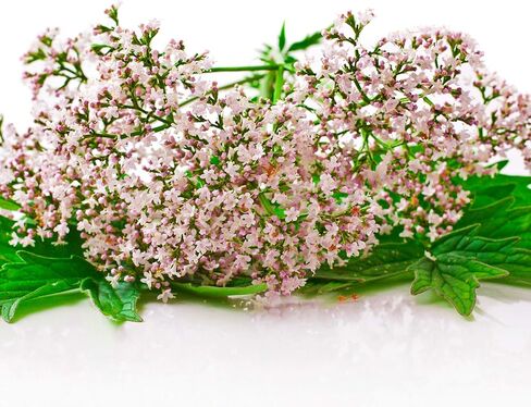 Outsidepride 5000 Seeds Perennial Valerian Herb Garden Seeds for Planting in Saudi Arabia