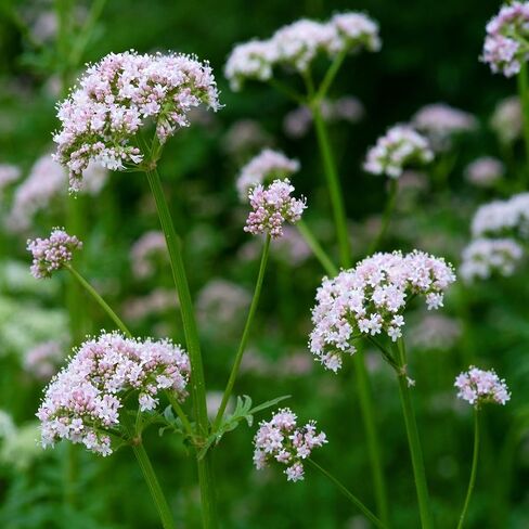 Outsidepride 5000 Seeds Perennial Valerian Herb Garden Seeds for Planting in Saudi Arabia