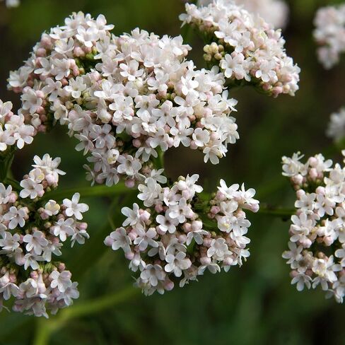 Outsidepride 5000 Seeds Perennial Valerian Herb Garden Seeds for Planting in Saudi Arabia