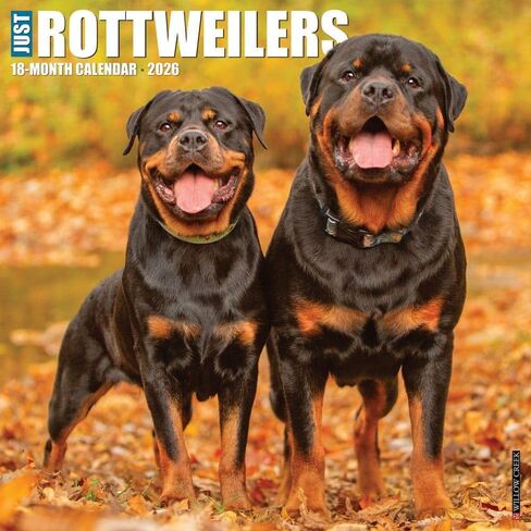 Willow Creek Press، تقويم حائط Just Rottweilers 2026، 12 بوصة × 12 بوصة، تقويم 18 شهرًا مع غلاف مثبت in Kuwait