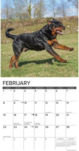 Willow Creek Press، تقويم حائط Just Rottweilers 2026، 12 بوصة × 12 بوصة، تقويم 18 شهرًا مع غلاف مثبت in Kuwait