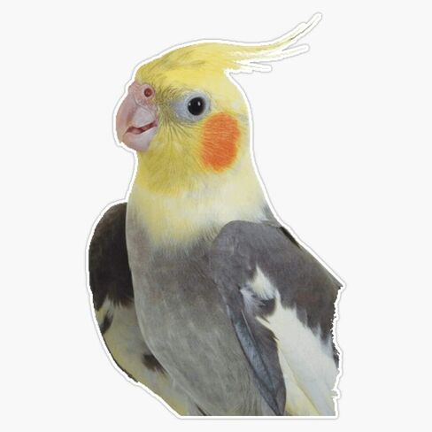 MAGNET Cockatiel Vinyl Waterproof Magnetic Sticker Vinyl Waterproof Magnet Decal Car 5" in Saudi Arabia