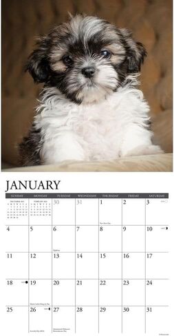Willow Creek Press، تقويم حائط Just Shih Tzu Puppies 2026، 12 بوصة × 12 بوصة، تقويم 18 شهرًا مع غلاف مثبت in Kuwait