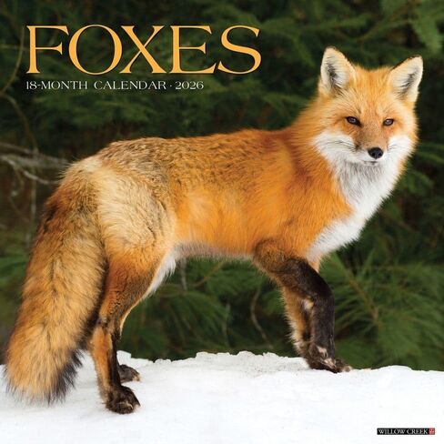 Willow Creek Press، تقويم حائط Foxes 2026، 12 بوصة × 12 بوصة، تقويم لمدة 18 شهرًا مع غلاف مثبت in Saudi Arabia