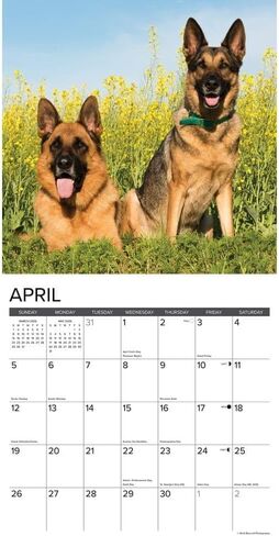 Willow Creek Press، تقويم حائط Just German Shepherds 2026، 12 بوصة × 12 بوصة، تقويم 18 شهرًا مع غلاف مثبت in Saudi Arabia