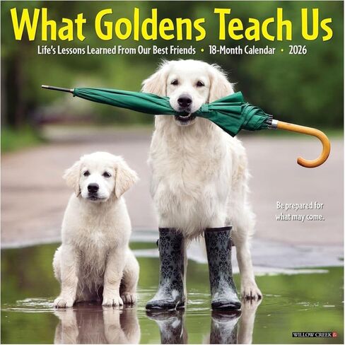 مطبعة ويلو كريك، تقويم الحائط What Goldens Teach Us 2026، 12 بوصة × 12 بوصة، تقويم 18 شهرًا مع غلاف مثبت in Saudi Arabia