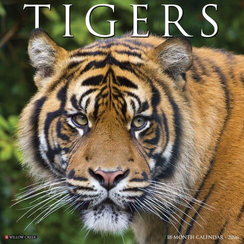 Willow Creek Press، تقويم حائط Tigers 2026، 12 بوصة × 12 بوصة، تقويم لمدة 18 شهرًا مع غلاف مثبت in Saudi Arabia