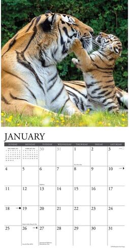 Willow Creek Press، تقويم حائط Tigers 2026، 12 بوصة × 12 بوصة، تقويم لمدة 18 شهرًا مع غلاف مثبت in Saudi Arabia