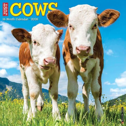 Willow Creek Press, Just Cows 2026 Wall Calendar, 12'' X 12'', 18-Month Calendar with Stapled Binding in Saudi Arabia